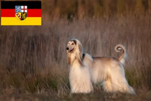 Read more about the article Crescători de ogarii afgani și căței în Saarland