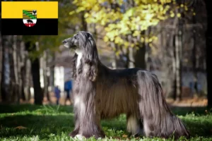 Read more about the article Crescători de ogarii afgani și căței în Saxonia-Anhalt