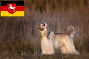 Read more about the article Crescători de ogarii afgani și căței în Saxonia Inferioară