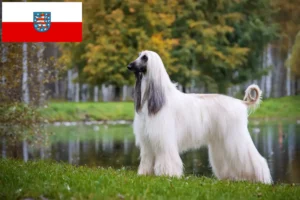 Read more about the article Crescători de ogarii afgani și căței în Thuringia