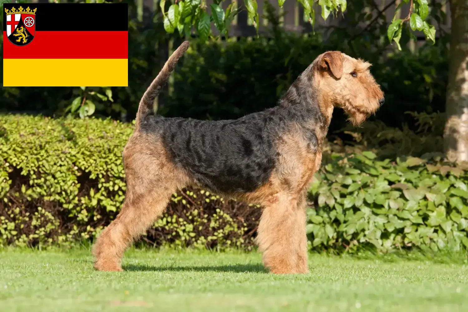 Airedale Terrier cățeluși și crescători Renania-Palatinat Aici puteți găsi crescători de Airedale Terrier în Renania-Palatinat.