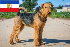Read more about the article Airedale Terrier crescători și căței în Schleswig-Holstein