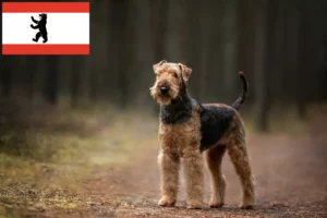 Read more about the article Airedale Terrier crescători și căței în Berlin