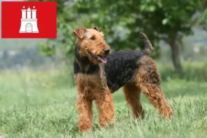 Read more about the article Airedale Terrier crescători și căței în Hamburg