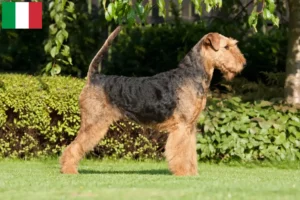 Read more about the article Airedale Terrier crescători și căței în Italia