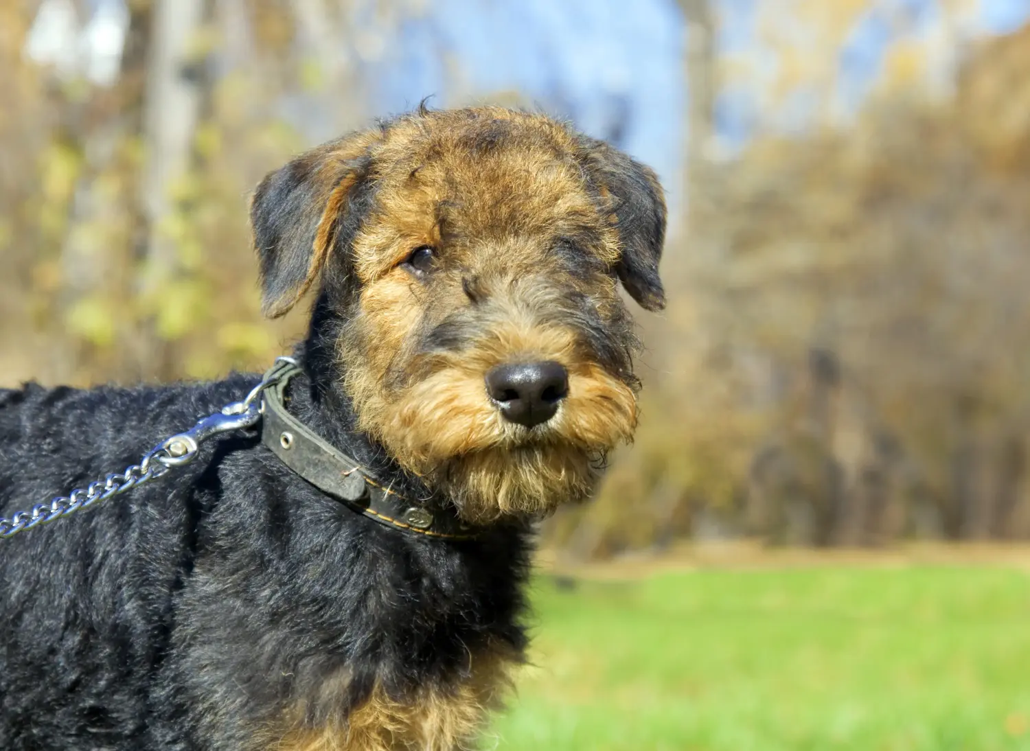 Cumpărarea unui cățel Airedale Terrier înseamnă asumarea responsabilității! Cumpărați cățeluși Airedale Terrier.