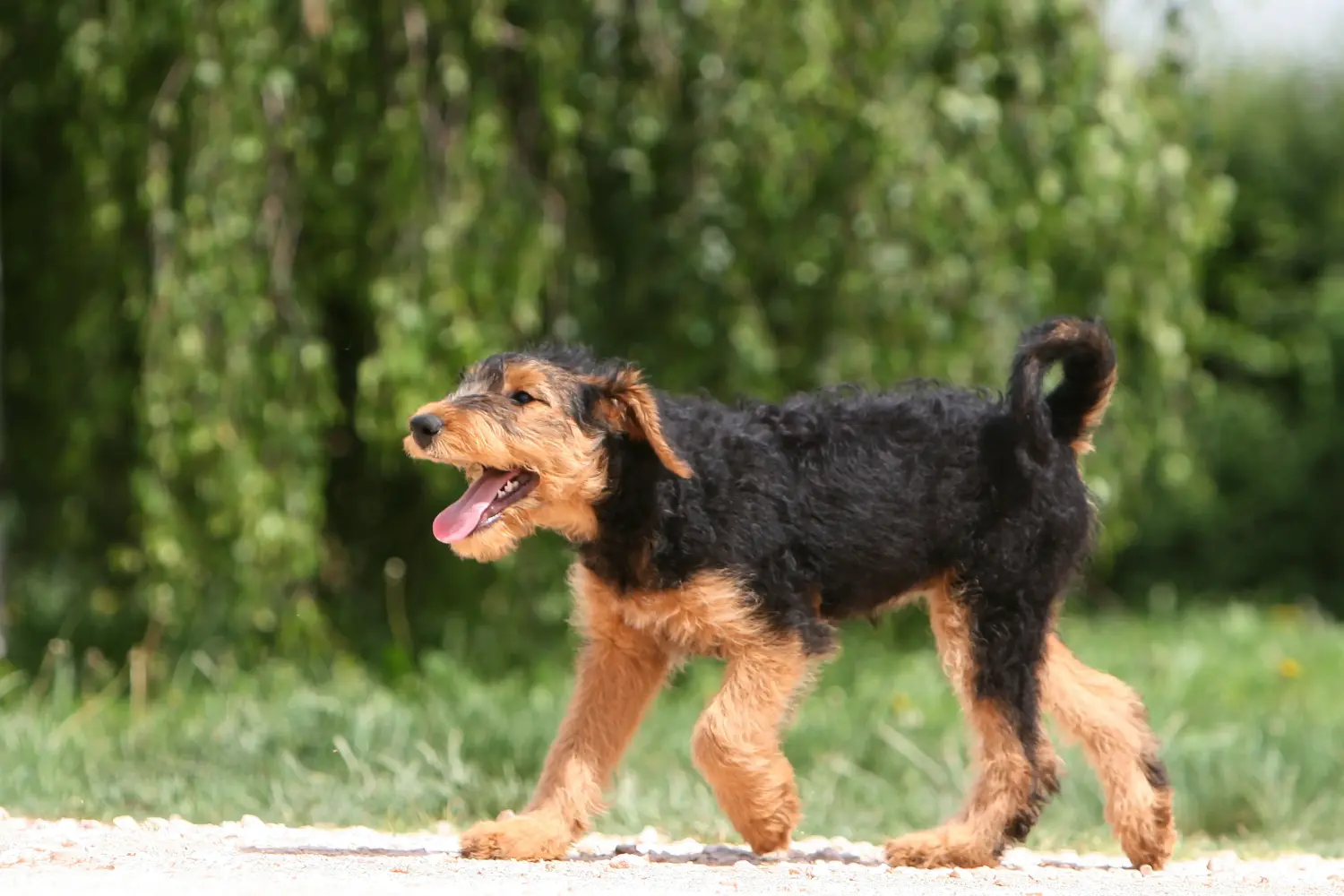 Cumpărarea unui cățel Airedale Terrier înseamnă asumarea responsabilității! Cumpărați cățeluși Airedale Terrier.