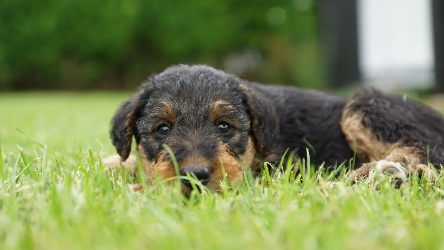 Cumpărarea unui cățel Airedale Terrier înseamnă asumarea responsabilității! Cumpărați cățeluși Airedale Terrier.