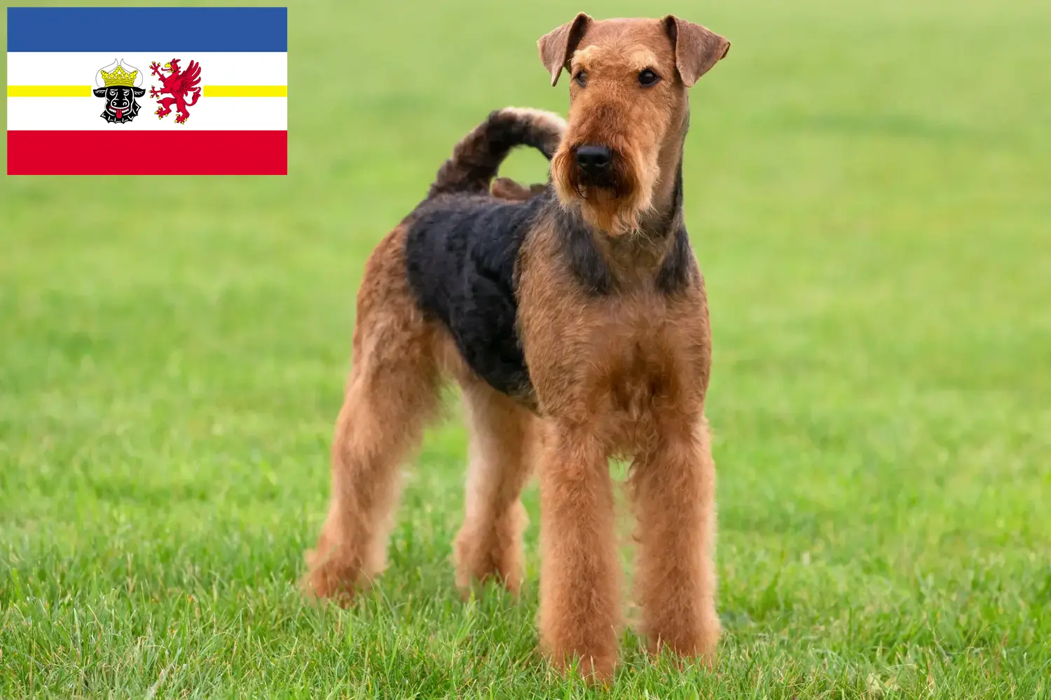 Airedale Terrier căței și crescători Mecklenburg-Vorpommern Găsiți crescători de Airedale Terrier în Mecklenburg-Vorpommern.