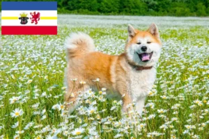 Read more about the article Akita crescători și căței în Mecklenburg-Vorpommern
