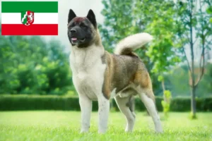 Read more about the article Akita crescători și căței în Renania de Nord-Westfalia