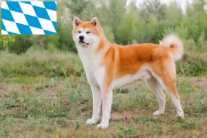 Read more about the article Akita crescători și căței în Bavaria
