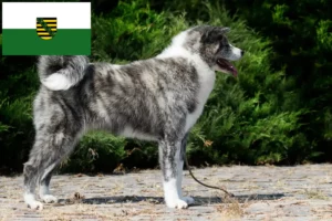Read more about the article Akita crescători și căței în Saxonia