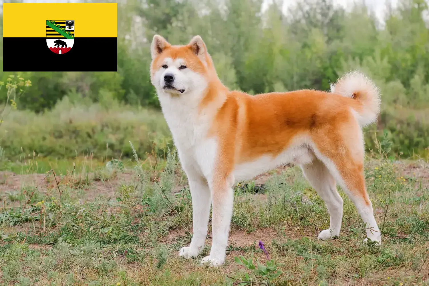 Akita cățeluși și crescători de animale Saxonia-Anhalt Aici puteți găsi crescători de Akitas din Saxony-Anhalt.