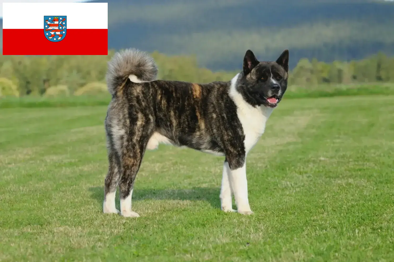 Akita căței și crescători Thuringia Aici puteți găsi crescători de Akitas în Thuringia.