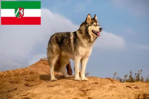 Read more about the article Alaskan Malamute crescători și căței în Renania de Nord-Westfalia