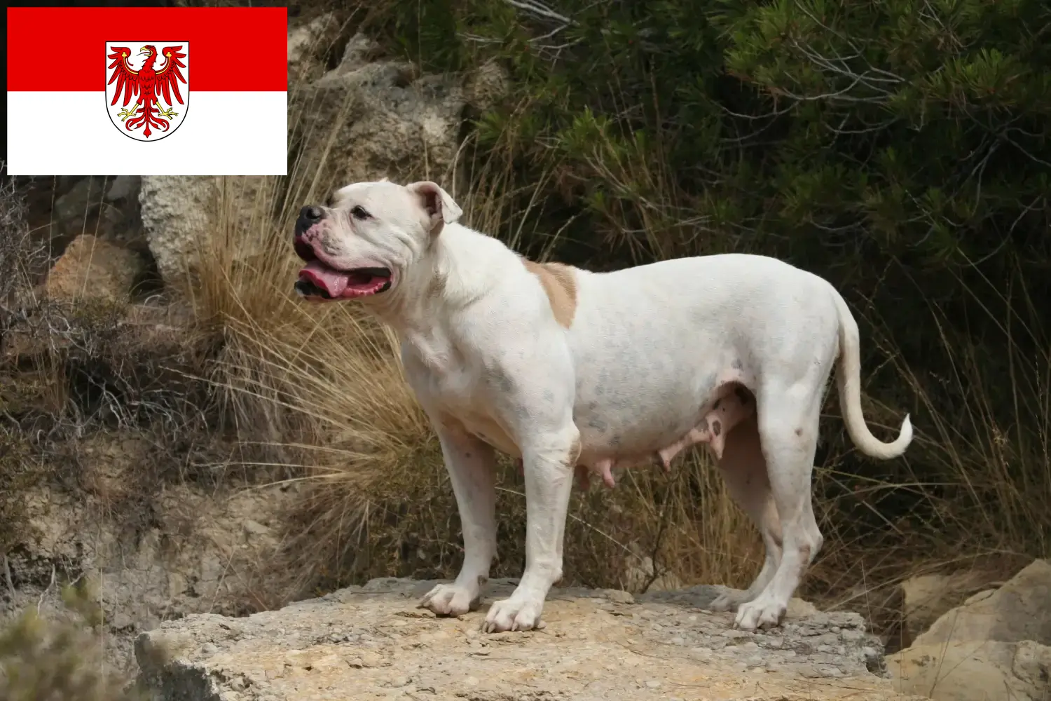 Read more about the article American Bulldog crescători și căței în Brandenburg