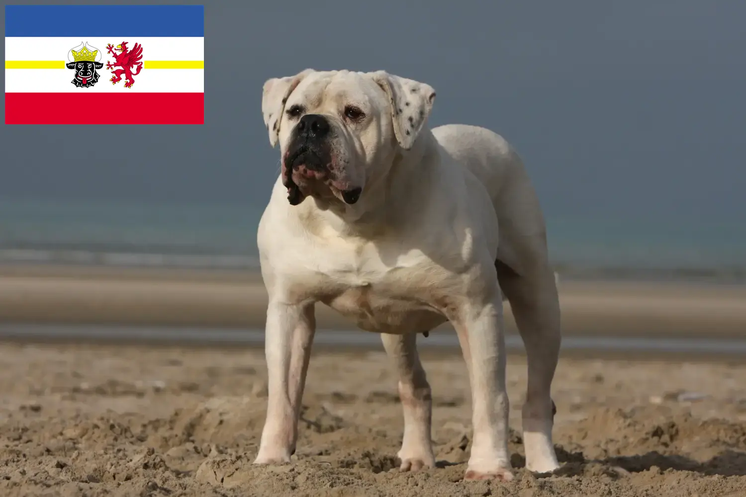 Read more about the article American Bulldog crescători și căței în Mecklenburg-Vorpommern