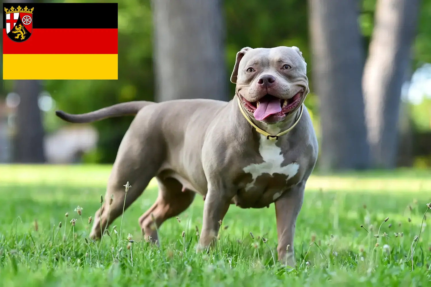 Read more about the article American Bulldog crescători și căței în Renania-Palatinat