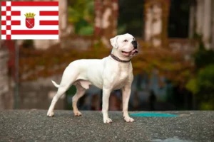 Read more about the article American Bulldog crescători și căței în Bremen