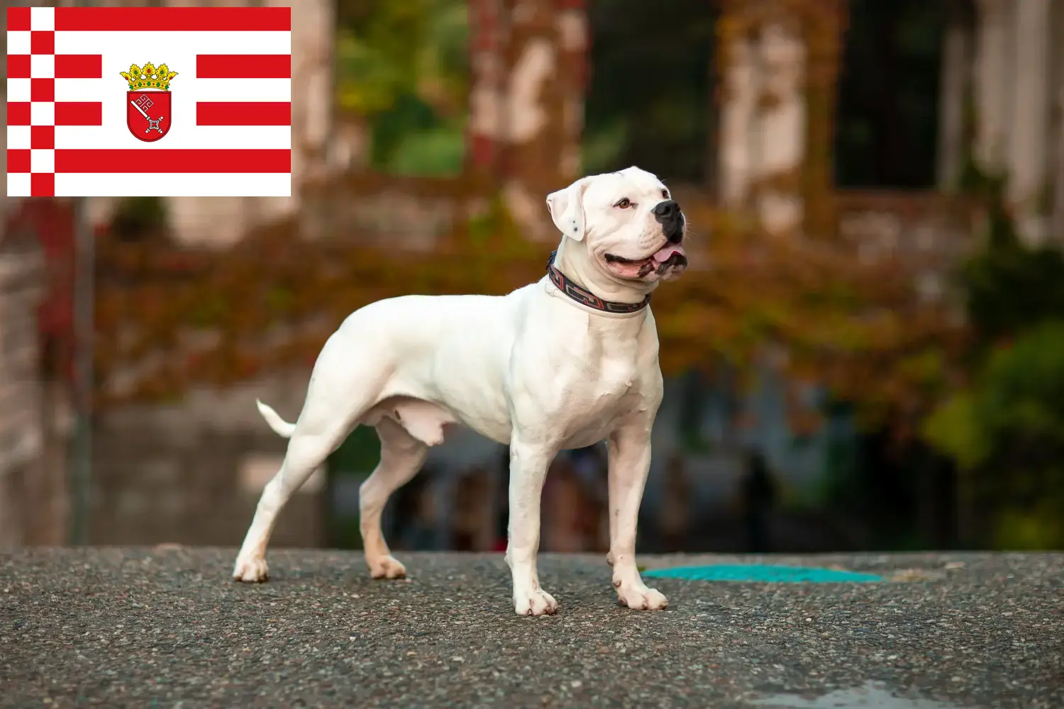 Read more about the article American Bulldog crescători și căței în Bremen