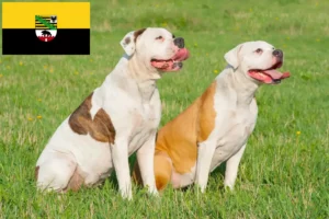 Read more about the article American Bulldog crescători și căței în Saxonia-Anhalt