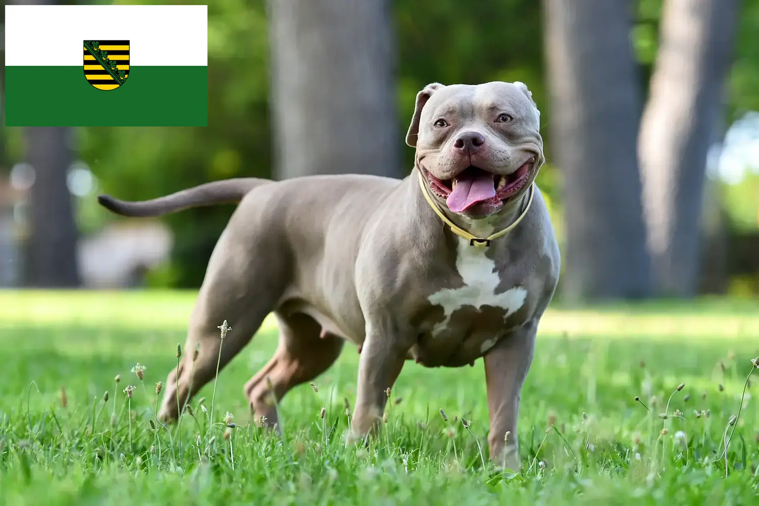 Read more about the article American Bulldog crescători și căței în Saxonia