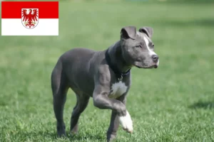 Read more about the article American Staffordshire Terrier crescători și căței în Brandenburg