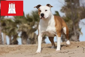 Read more about the article American Staffordshire Terrier crescători și căței în Hamburg