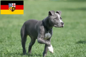 Read more about the article American Staffordshire Terrier crescători și căței în Saarland