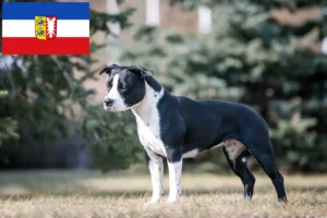 Read more about the article American Staffordshire Terrier crescători și căței în Schleswig-Holstein