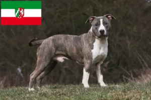 Read more about the article American Staffordshire Terrier crescători și căței în Renania de Nord-Westfalia