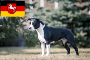 Read more about the article American Staffordshire Terrier crescători și căței în Saxonia Inferioară