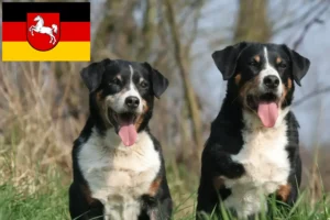 Read more about the article Appenzell Mountain Dog Breeder și cățeluși în Saxonia Inferioară
