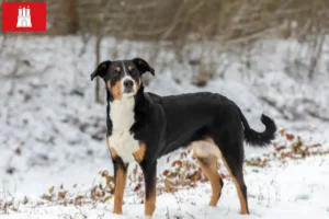 Read more about the article Appenzell Mountain Dog Breeder și cățeluși în Hamburg