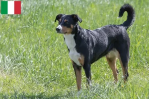 Read more about the article Appenzell Mountain Dog Breeder și Cățeluși în Italia