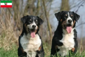 Read more about the article Appenzell Mountain Dog Breeder și Cățeluși în Renania de Nord-Westfalia