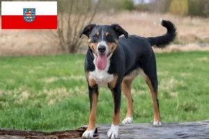 Read more about the article Appenzell Mountain Dog Breeder și cățeluși în Thuringia