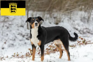 Read more about the article Appenzell Mountain Dog Breeder și Cățeluși în Baden-Württemberg