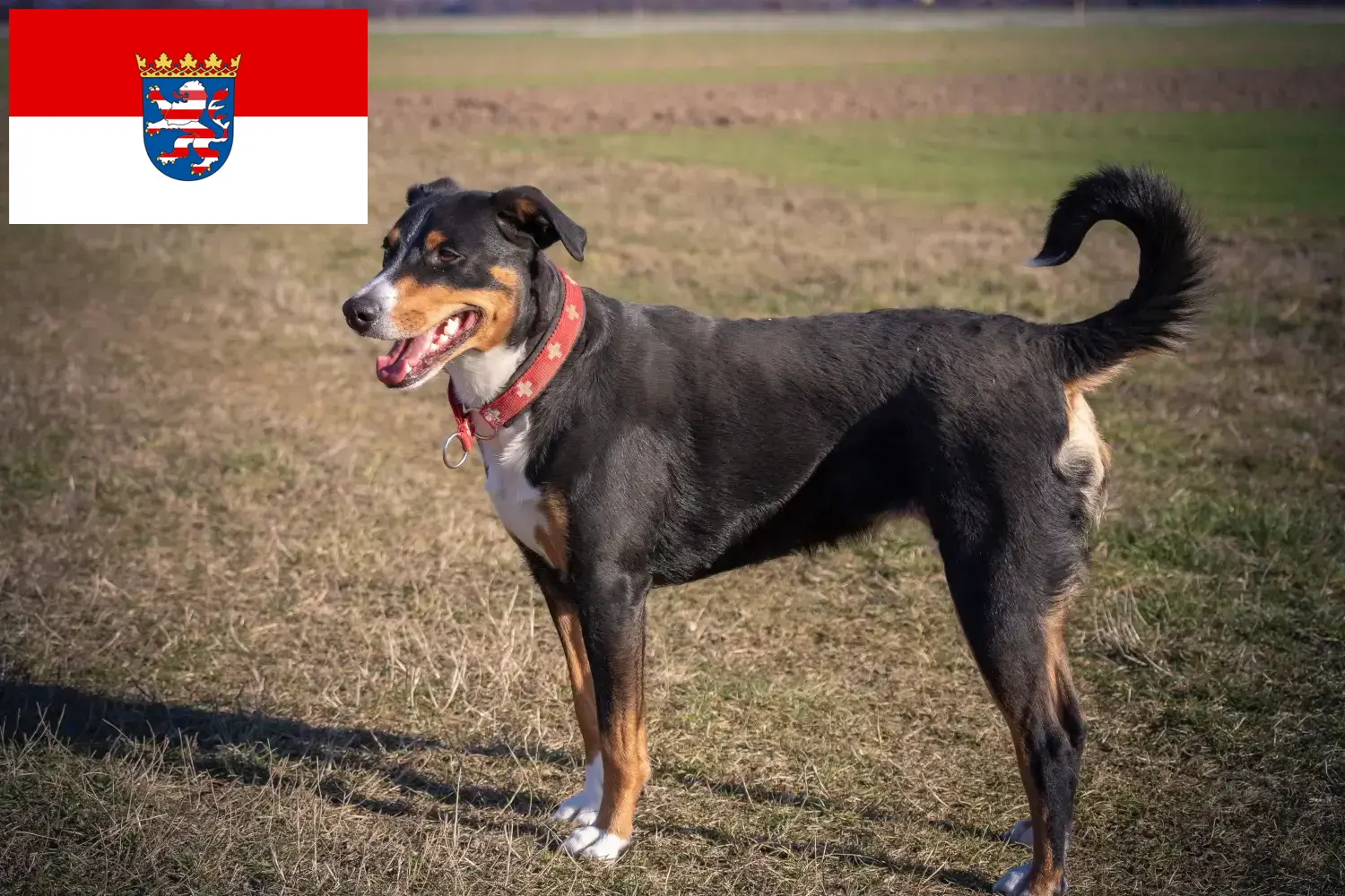 Appenzell Mountain Dog Cățeluși și crescător Hessen Găsiți crescători de câini de munte Appenzell în Hesse.