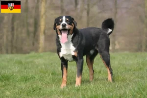 Read more about the article Appenzell Mountain Dog Breeder și cățeluși în Saarland