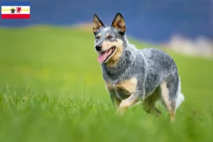 Read more about the article Australian Cattle Dog crescători și căței în Mecklenburg-Vorpommern