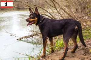 Read more about the article Australian Kelpie crescător și căței în Berlin