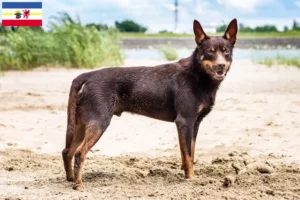 Read more about the article Australian Kelpie crescători și căței în Mecklenburg-Vorpommern