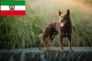 Read more about the article Australian Kelpie crescători și căței în Renania de Nord-Westfalia