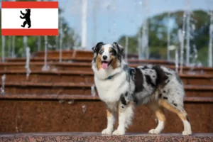 Read more about the article Ciobănesc australian crescători și căței în Berlin