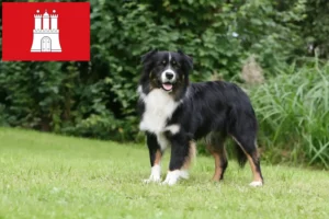Read more about the article Australian Shepherd crescători și căței în Hamburg