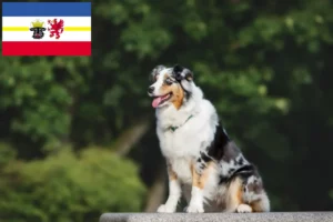 Read more about the article Crescători de Ciobănesc Australian și căței în Mecklenburg-Vorpommern