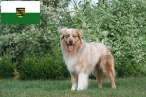Read more about the article Australian Shepherd crescători și căței în Saxonia