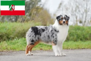 Read more about the article Australian Shepherd crescători și căței în Renania de Nord-Westfalia